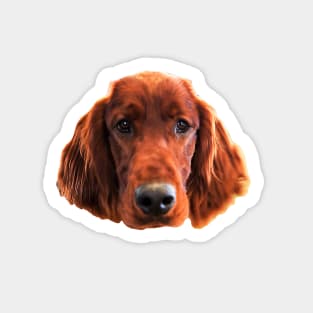 Irish Setter Dog Cute Face Sticker